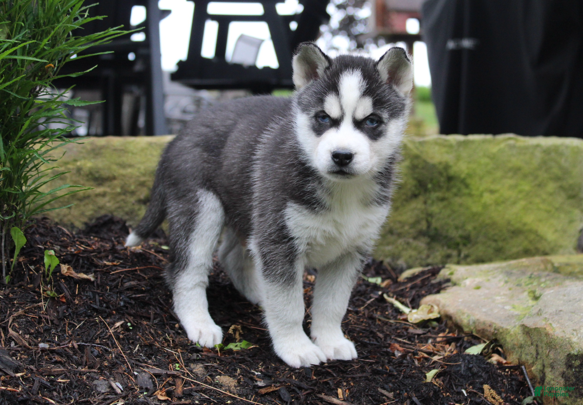 Siberian Husky Puppies for sale in Hickory, North Carolina
