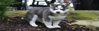 Alaska