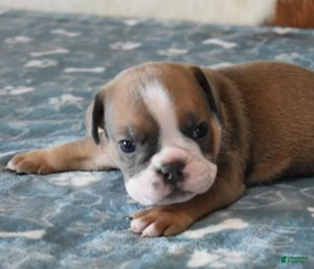English Bulldog dogs for sale: ASHER - Ad 4