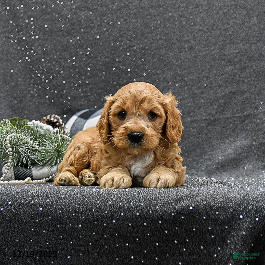 Cavapoo dogs for sale: Prince   - Ad 3