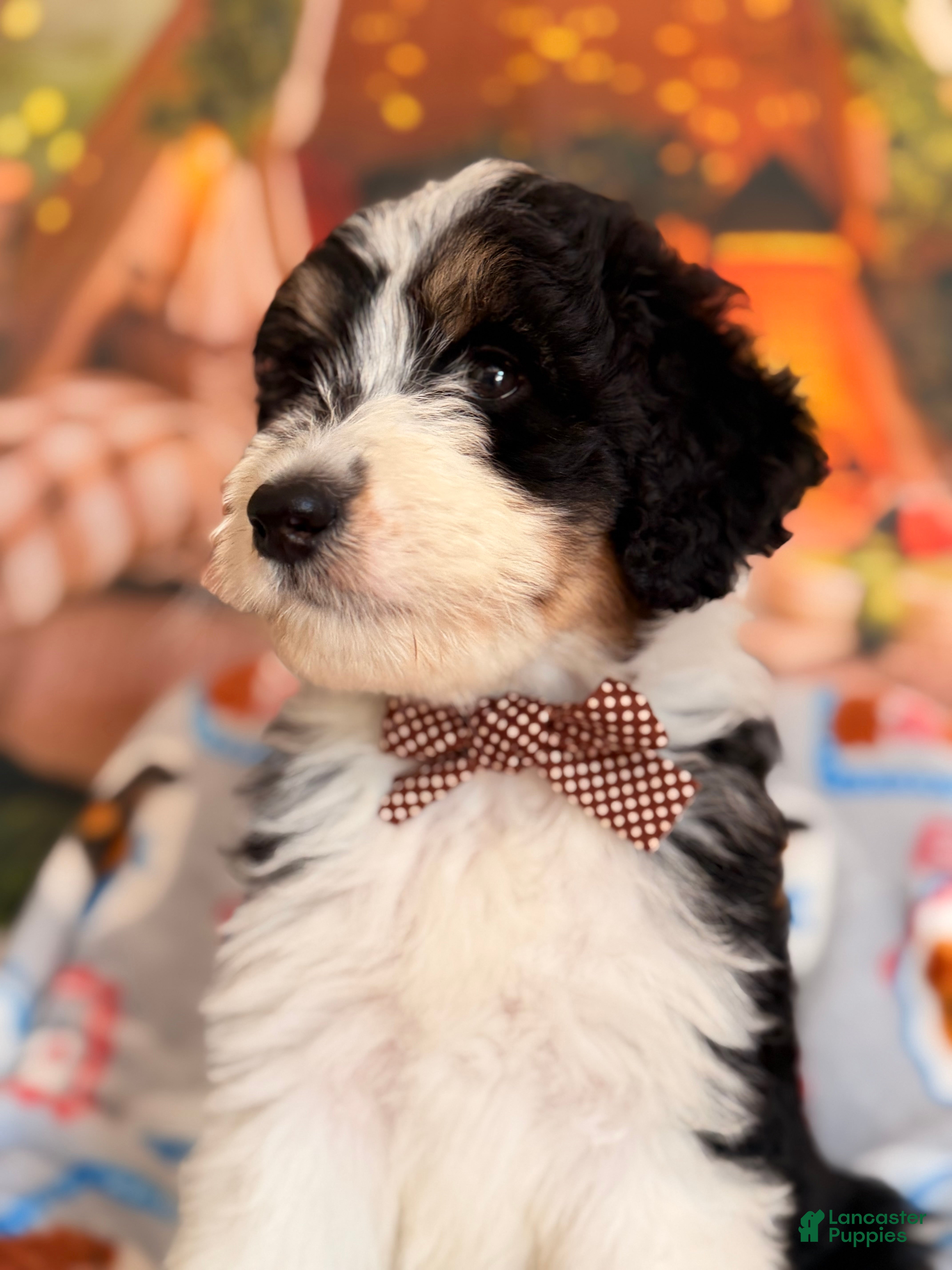 Aussiedoodle dogs Tuxedo - Ad 2