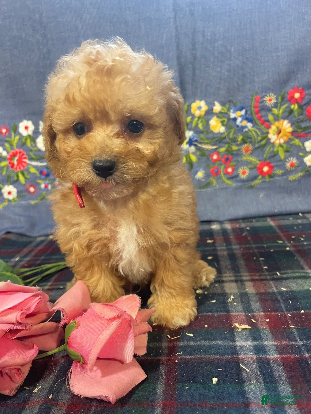 Toy Poodle dogs for sale: Teddy - Ad 2