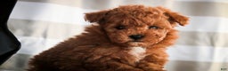 Miniature Poodle dogs for sale: Kasper - Ad 3