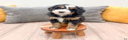 Mini Bernedoodle dogs for sale: Maddie - Ad 6