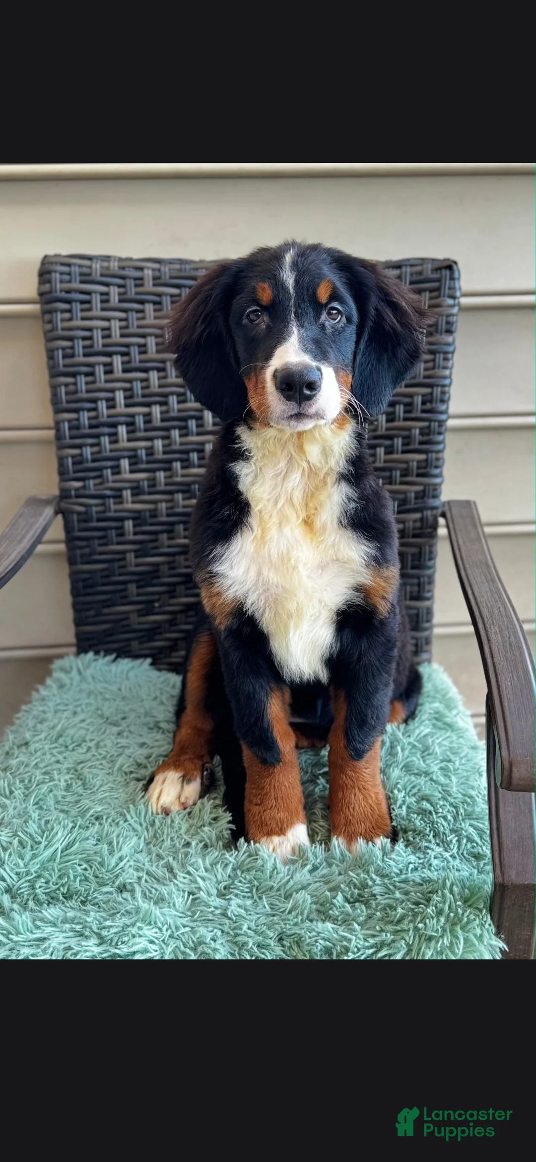 Bernese Mountain Dog dogs for sale: Kora - Ad 4