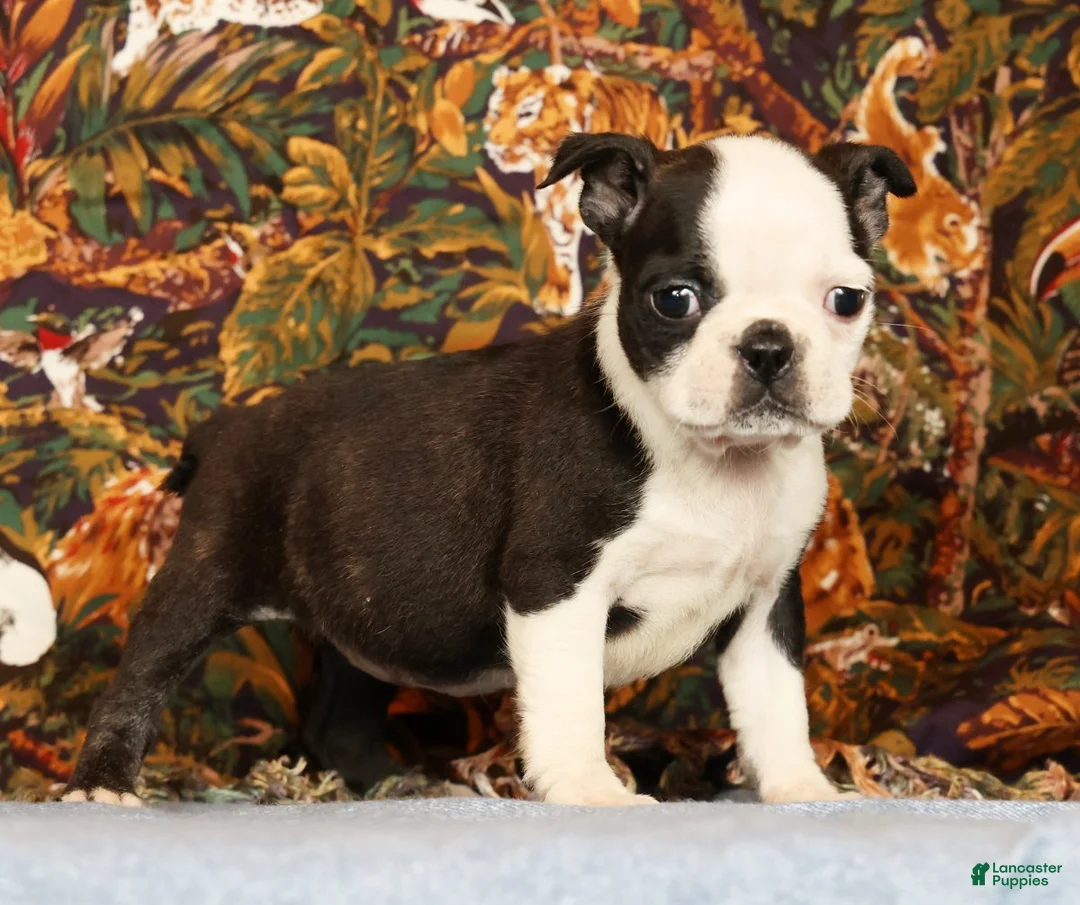 Boston Terrier dogs for sale: Pansy - Ad 2