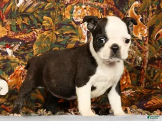 Boston Terrier dogs Pansy - Ad 2