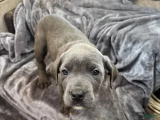 Cane Corso dogs Cookie - Ad 6