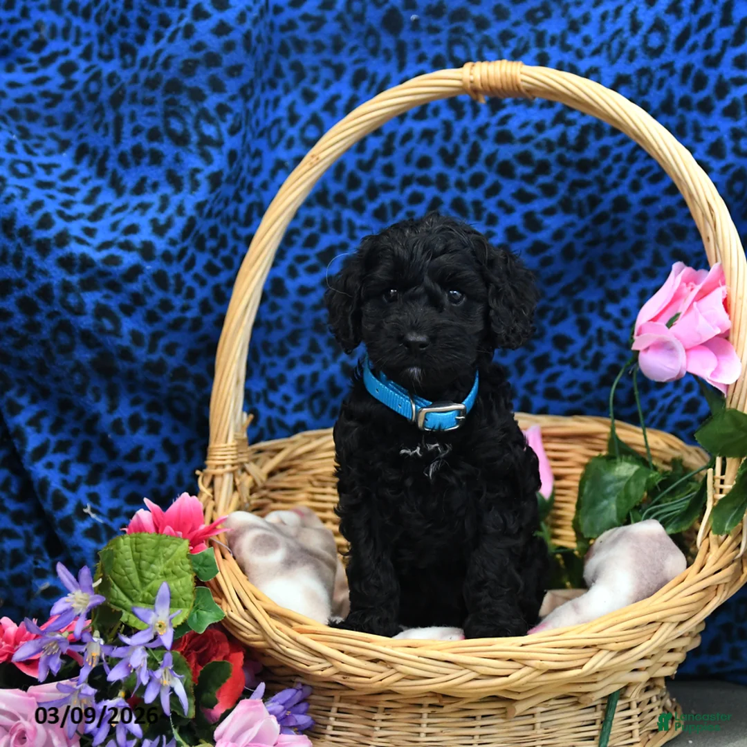 Cockapoo dogs for sale: Frankie - Ad 5