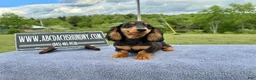 Miniature Dachshund dogs for sale: Russian male - Ad 3