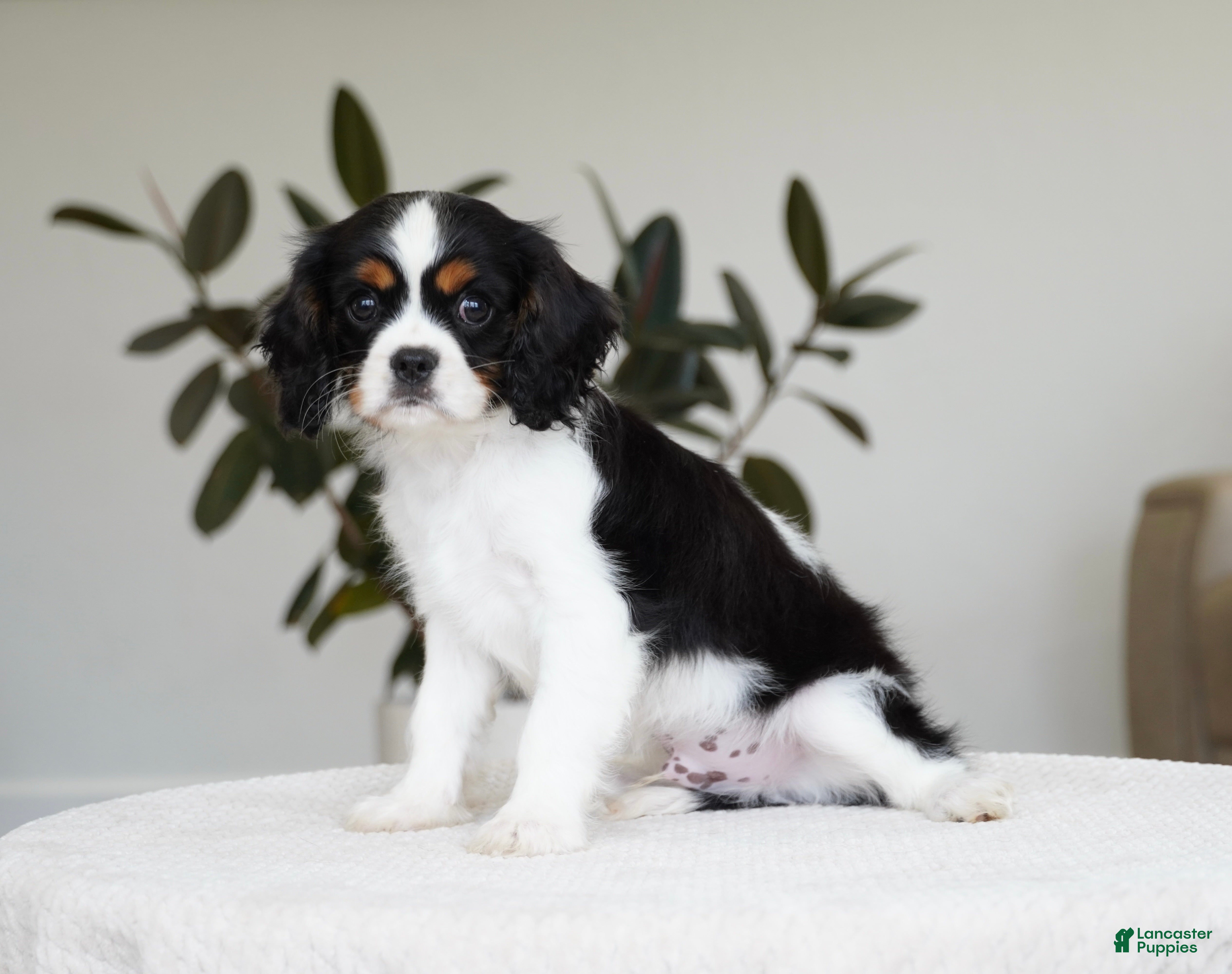 Cavalier King Charles Spaniel dogs George  - Ad 2