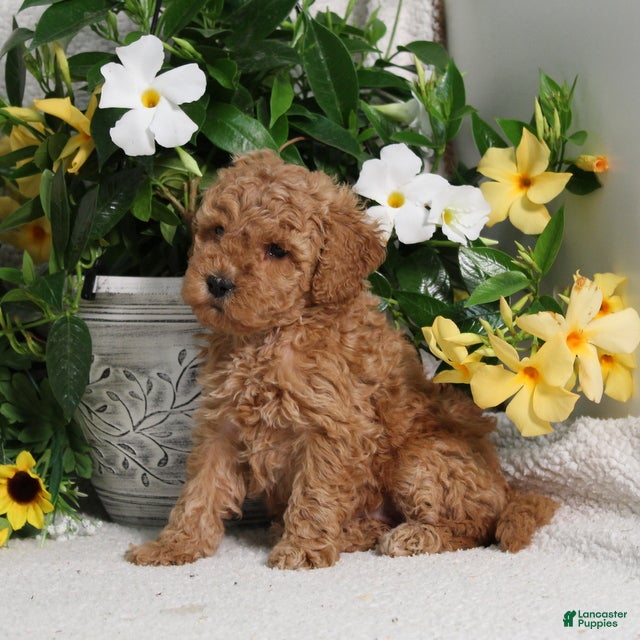 Mini Goldendoodle dogs for sale: Violet - Ad 5