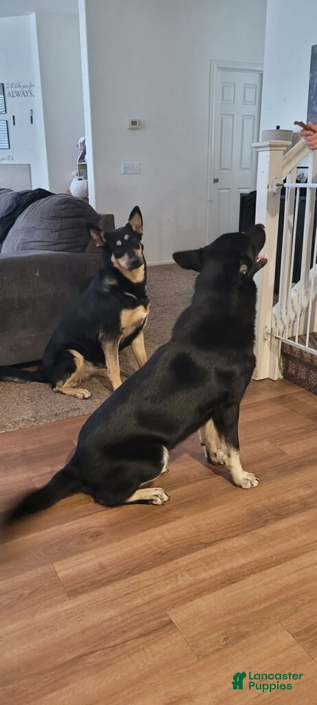 German Shepherd dogs for sale: Echo - Ad 2