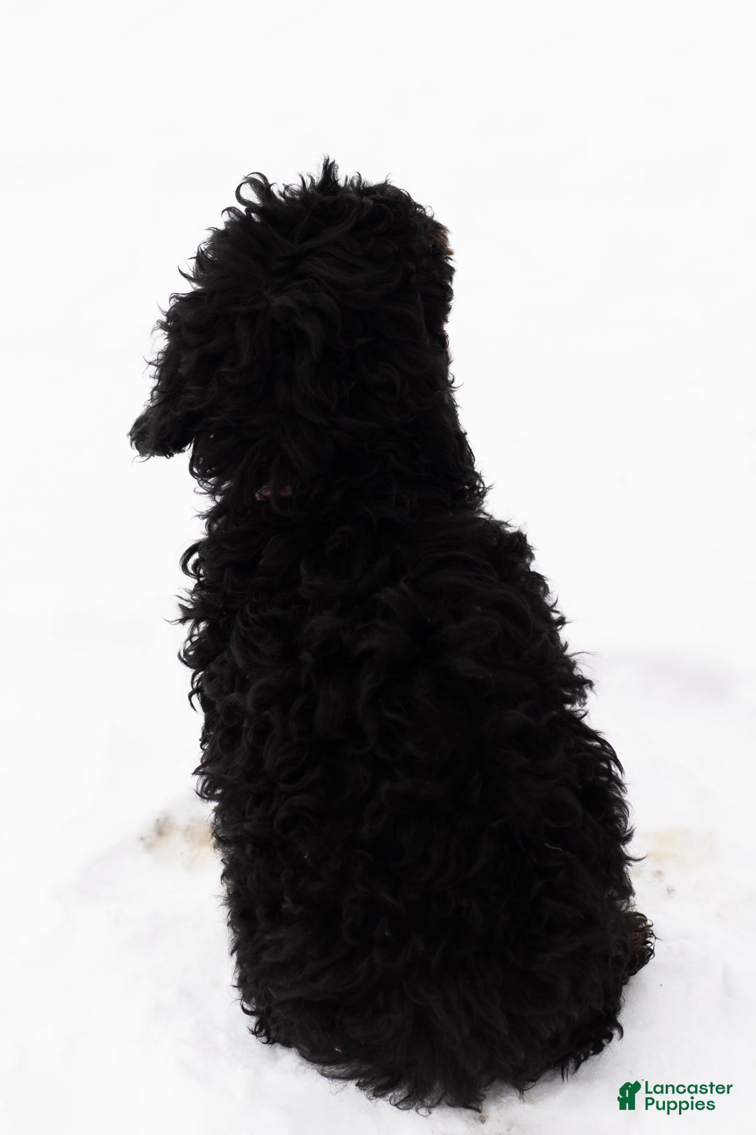 Mixed Breed dogs for sale: Connor - Ad 4