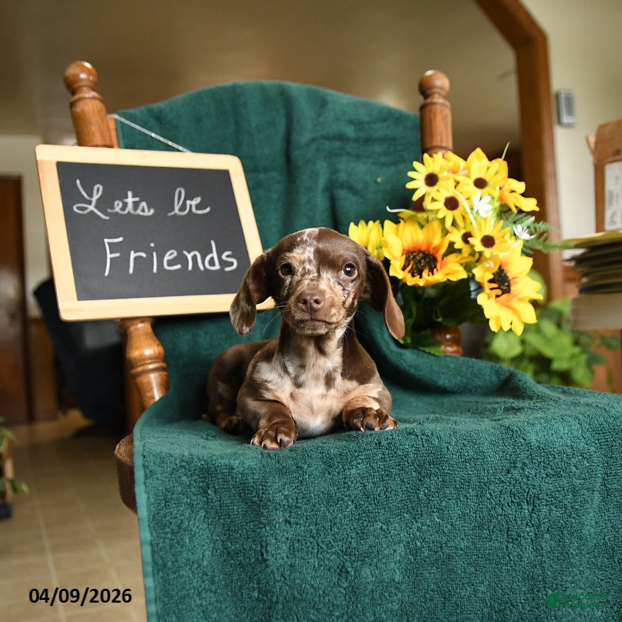 Miniature Dachshund dogs Oscar - Ad 2