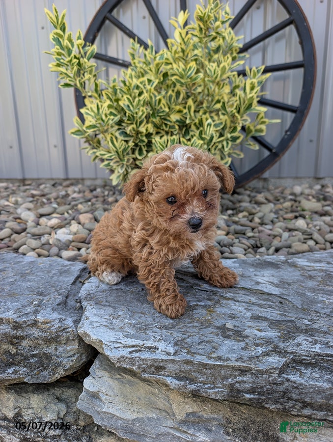 Toy Poodle dogs for sale: Prince - Ad 1