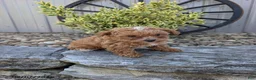 Toy Poodle dogs for sale: Prince - Ad 1