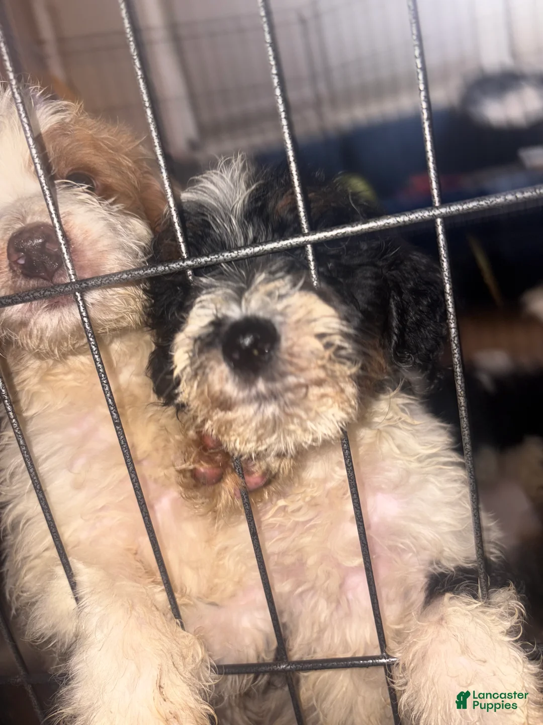 Labradoodle dogs for sale: Cashes - Ad 1