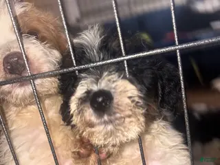 Labradoodle dogs Cashes - Ad 12