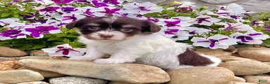 Carla
