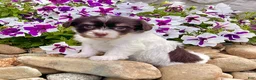 Havanese dogs for sale: Carla - Ad 1
