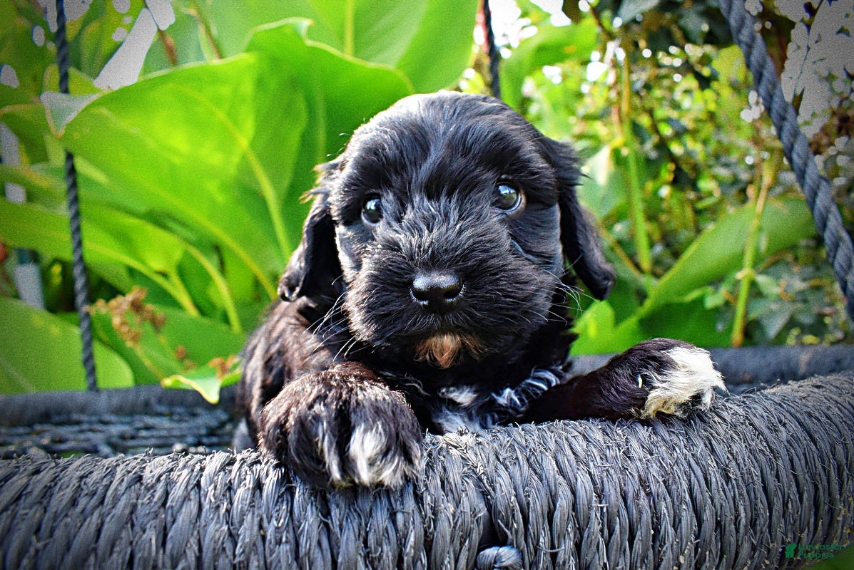 Havapoo dogs Harmony - Ad 2
