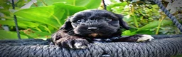 Havapoo dogs for sale: Harmony - Ad 2