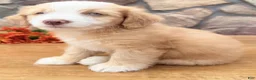 Mixed Breed dogs for sale: Blondie - Ad 5