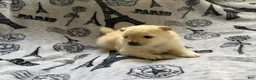 Pomeranian dogs for sale: Lace  - Ad 8