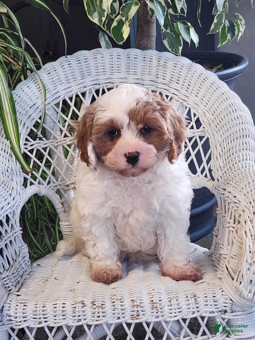 Cavapoo dogs for sale: Ice pop  - Ad 2