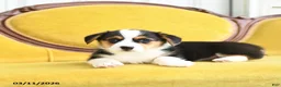 Welsh Corgi Pembroke dogs for sale: Toola - Ad 13
