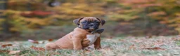 Boxer dogs for sale: Hudson - Ad 9