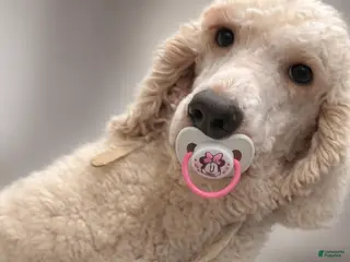 Standard Poodle dogs Standard Poodle Adult - Ad 22