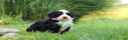 Mini Bernedoodle dogs for sale: Pez - Ad 3
