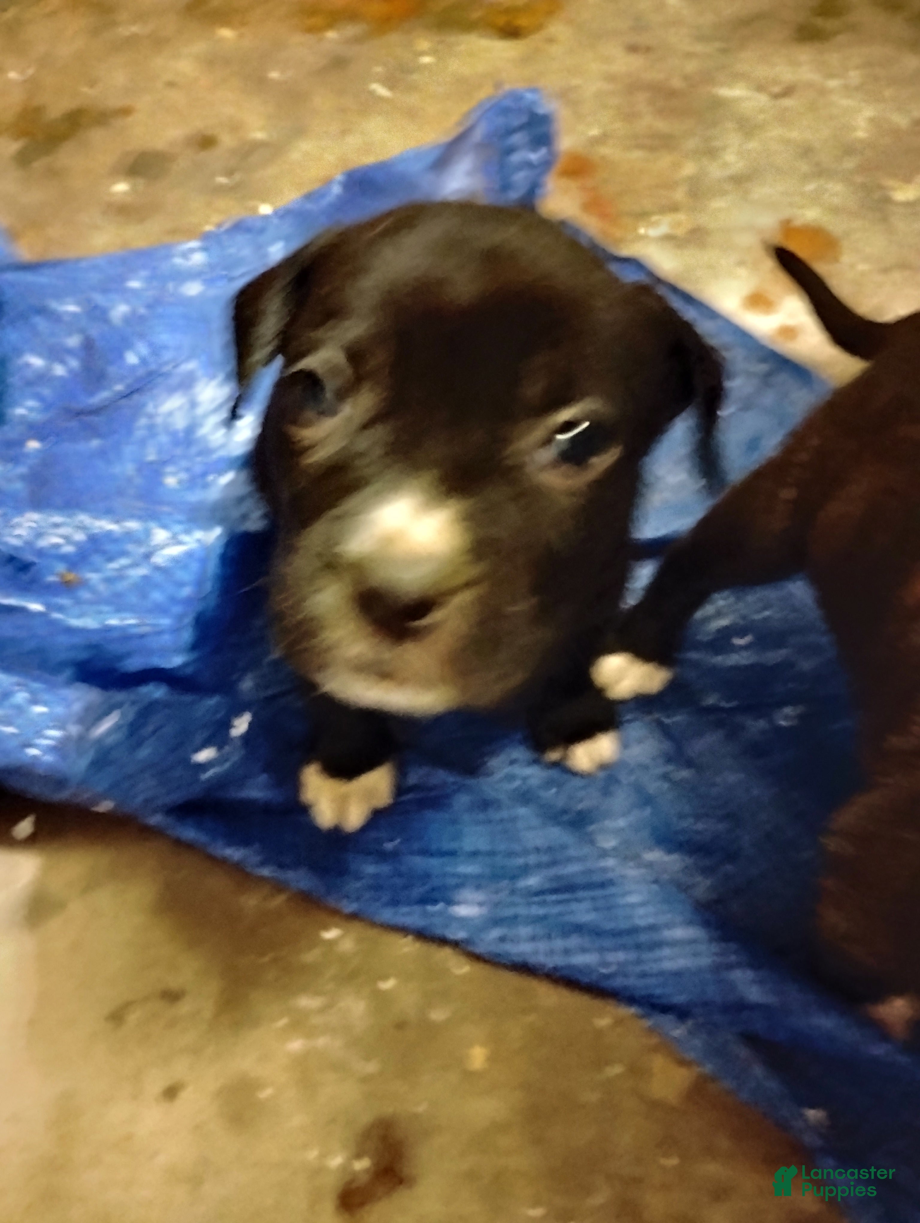 Mixed Breed dogs Mixed Breed Puppy 2 - Ad 8