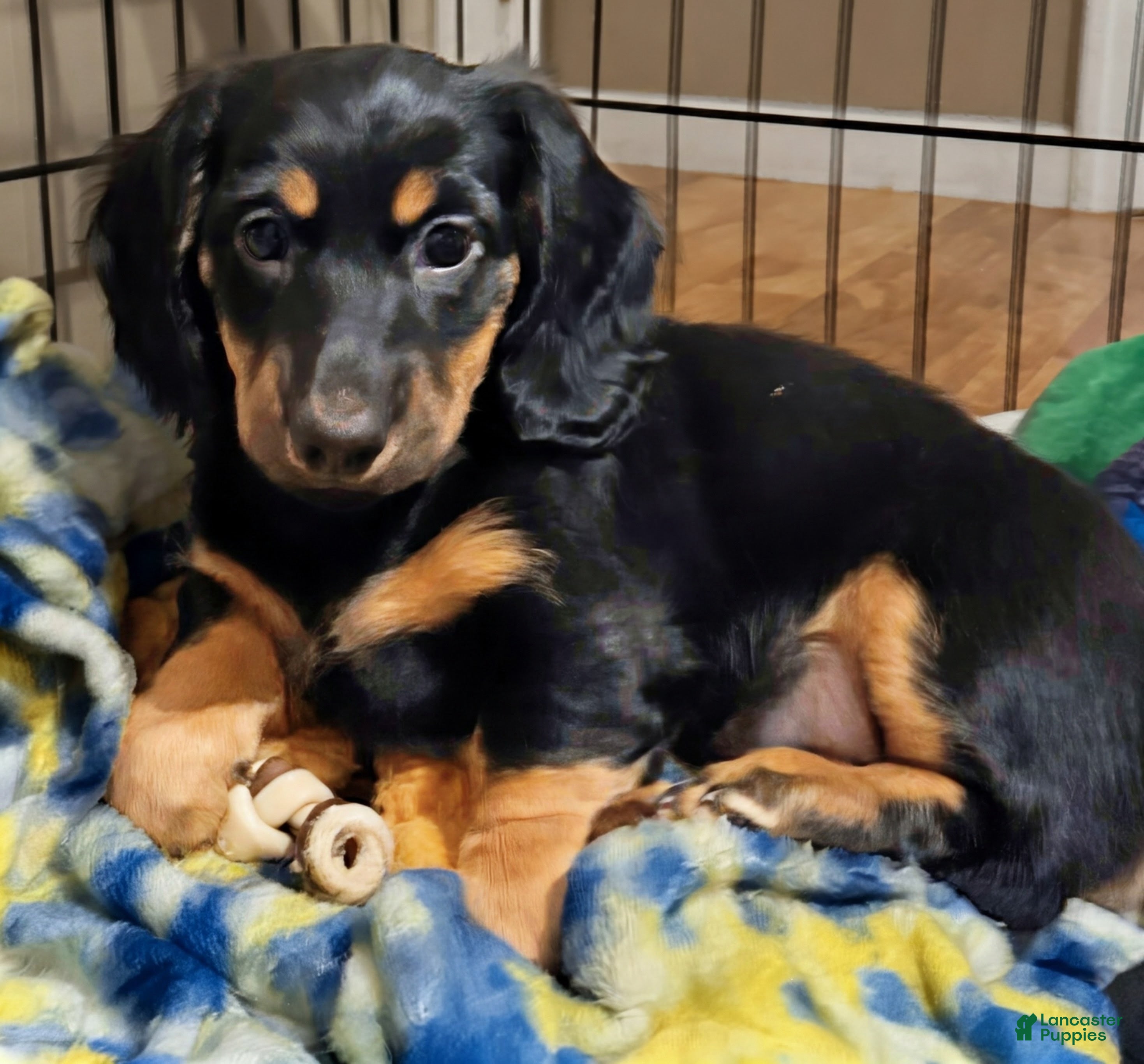 Dachshund dogs for sale: Gretchen - Ad 1