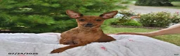 Miniature Pinscher dogs for sale: Peanut - Ad 6