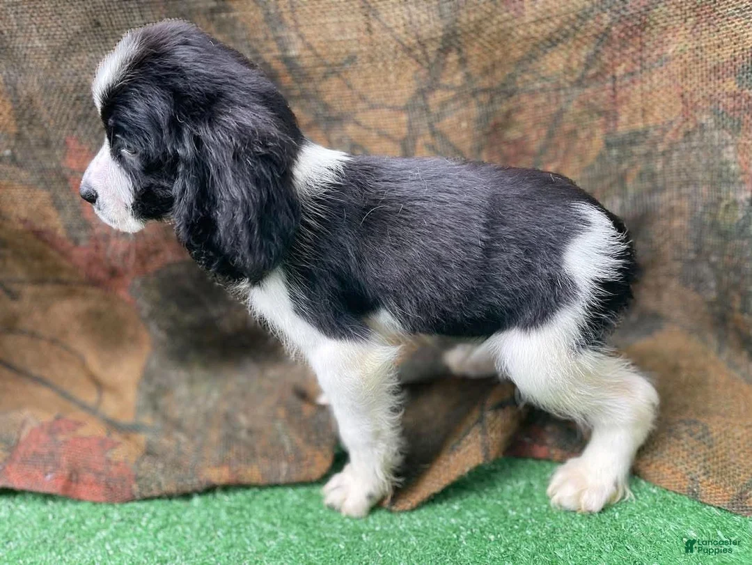 English Springer Spaniel dogs for sale: Davey Jones  - Ad 2