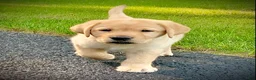 Labrador Retriever dogs for sale: Bentley - Ad 8
