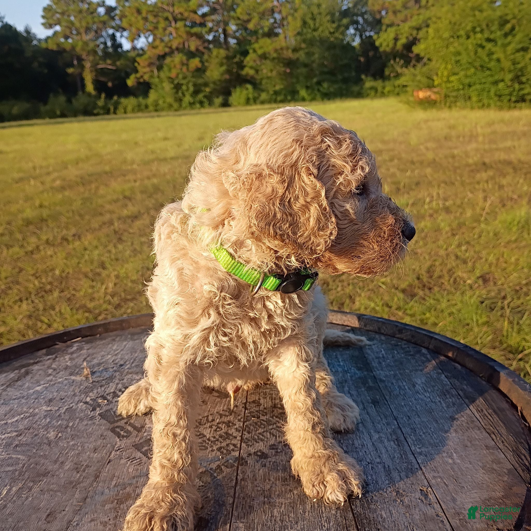 Goldendoodle dogs for sale: Christopher  - Ad 2