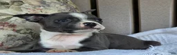 Boston Terrier dogs for sale: Robin - Ad 3