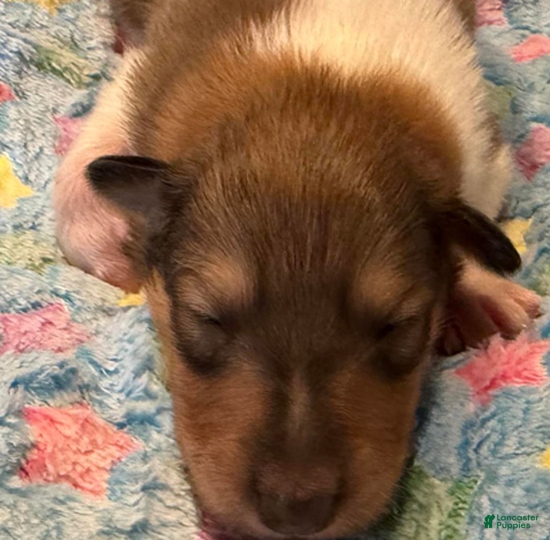 Collie dogs for sale: Jeff - Ad 2