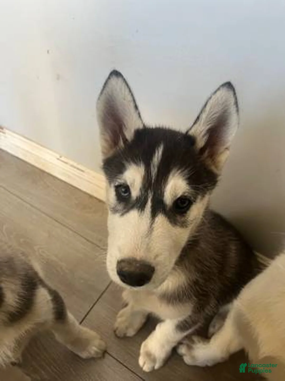 Siberian Husky dogs for sale: Siberian Husky Puppy 1 - Ad 2