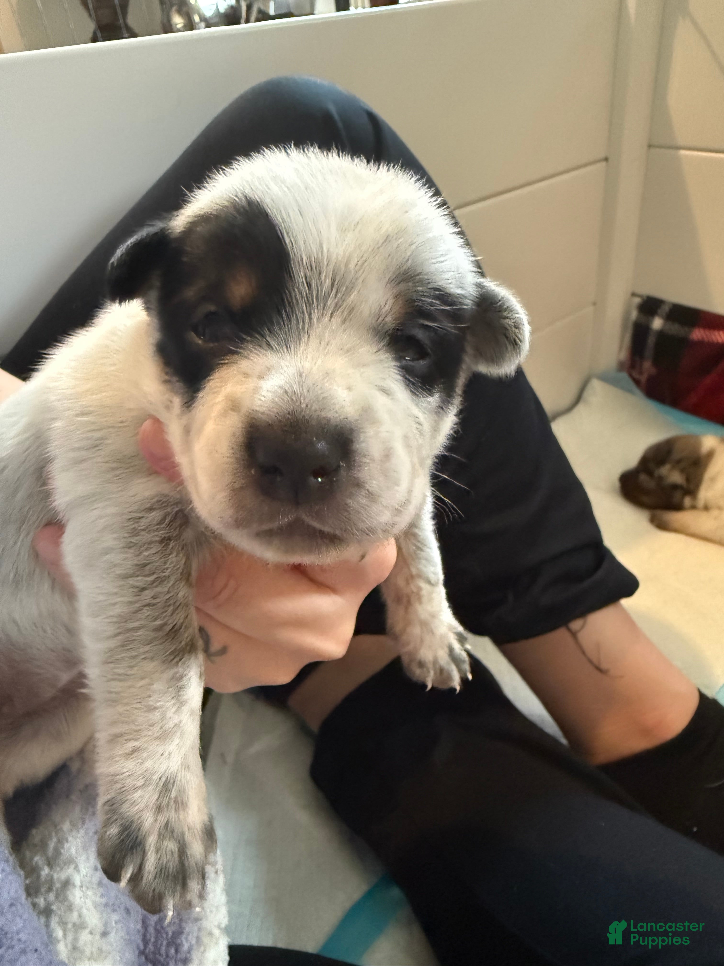 Australian Cattle Dog dogs for sale: Puppy 10 - Ad 21
