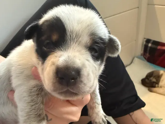 Australian Cattle Dog dogs for sale: Puppy 10 - Ad 21