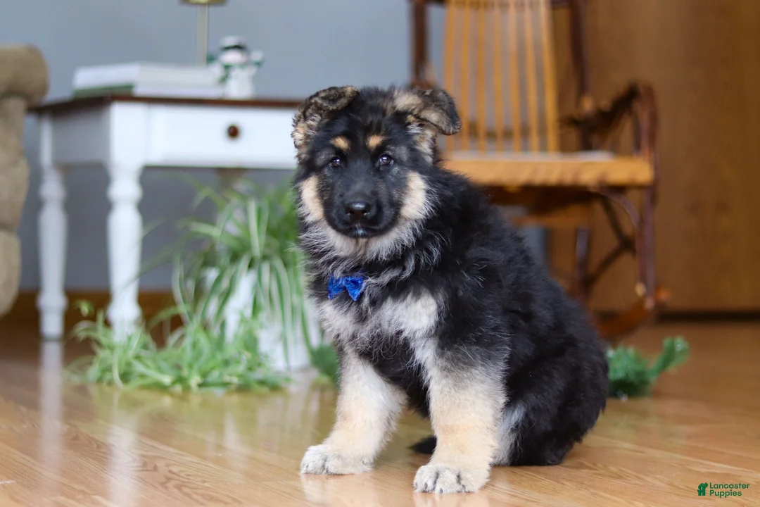 German Shepherd dogs for sale: Bingo - Ad 2