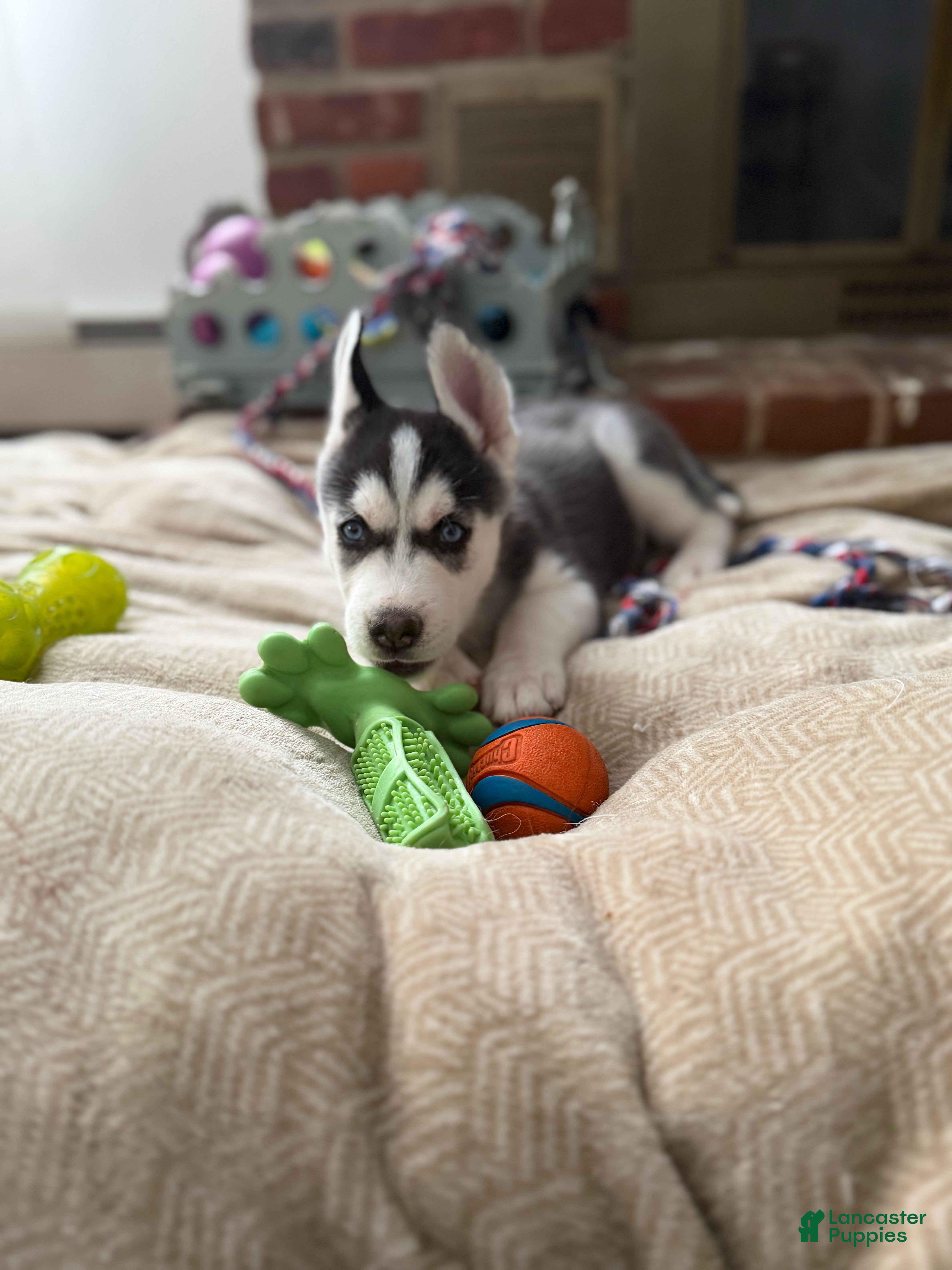 Siberian Husky dogs Siberian Husky Puppy 2 - Ad 10