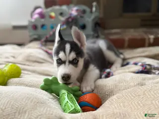 Siberian Husky dogs Siberian Husky Puppy 2 - Ad 10