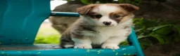 Welsh Corgi Pembroke dogs for sale: Rex - Ad 2
