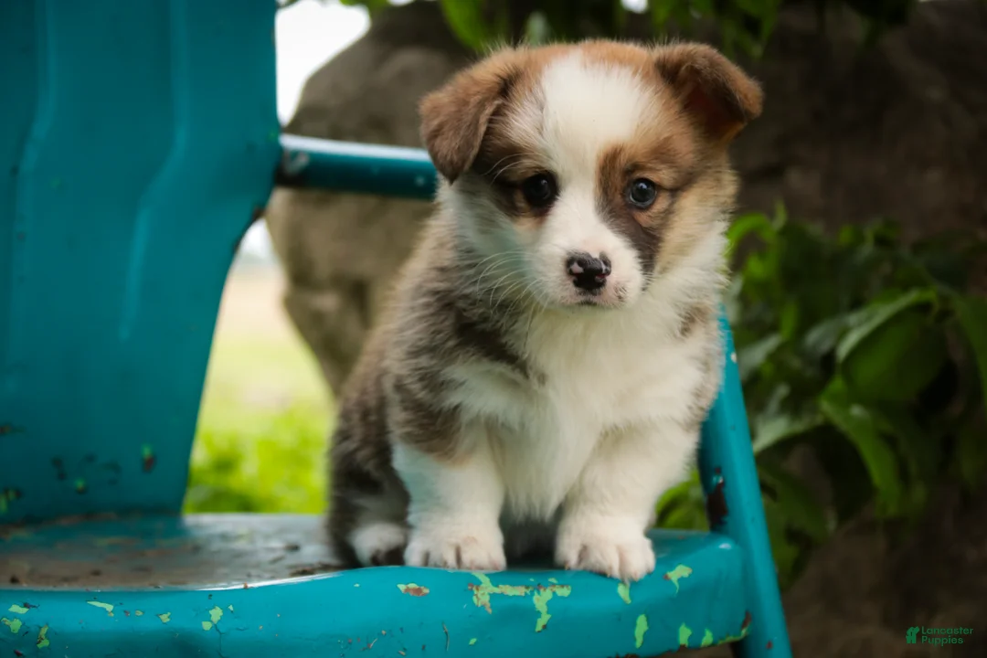 Welsh Corgi Pembroke dogs for sale: Rex - Ad 2
